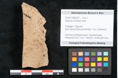 Foto (Objekt + Etikett) von Sequoia couttsiae Heer (NHMW-GEO-2024-0188-8257)